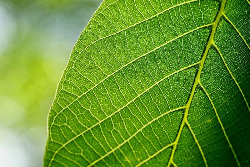 Leaf Printing
